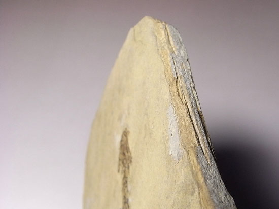 恐竜の原点は両生類にあり!約3億年前の両生類アパテオンの化石(その5)