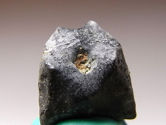 巨大カモノハシ・エドモントサウルスの歯の化石(その2)