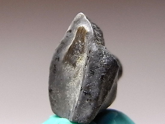 巨大カモノハシ・エドモントサウルスの歯の化石(その3)