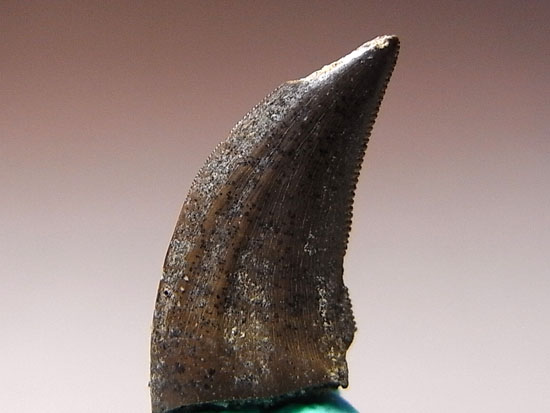 鳥類まであと少し、恐竜最終進化形態のサウロルニトレステスの歯（その1）