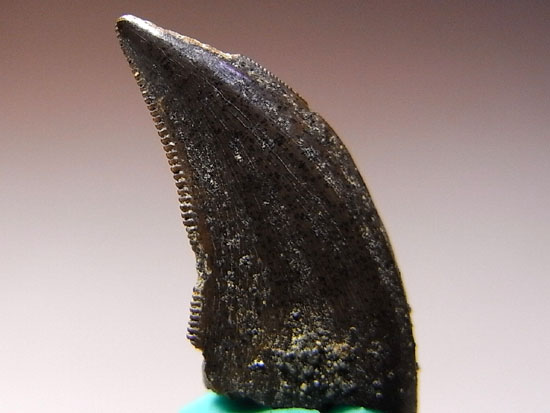 鳥類まであと少し、恐竜最終進化形態のサウロルニトレステスの歯(その2)