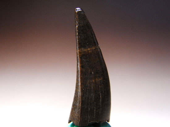 ティラノサウルスと同時代に生きたクロコダイル「ボレアロスクス」(その1)