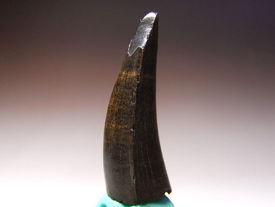 ティラノサウルスと同時代に生きたクロコダイル「ボレアロスクス」(その2)