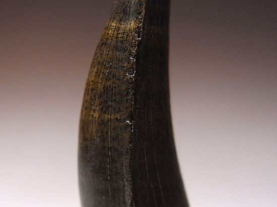 ティラノサウルスと同時代に生きたクロコダイル「ボレアロスクス」(その3)