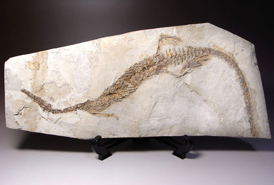 大陸移動説の証拠にもなった淡水トカゲ：メソサウルスの化石（その1）
