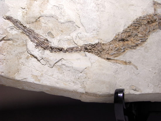 大陸移動説の証拠にもなった淡水トカゲ：メソサウルスの化石（その2）