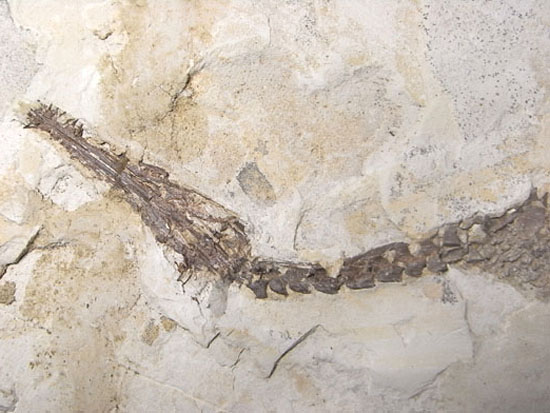 大陸移動説の証拠にもなった淡水トカゲ：メソサウルスの化石（その3）