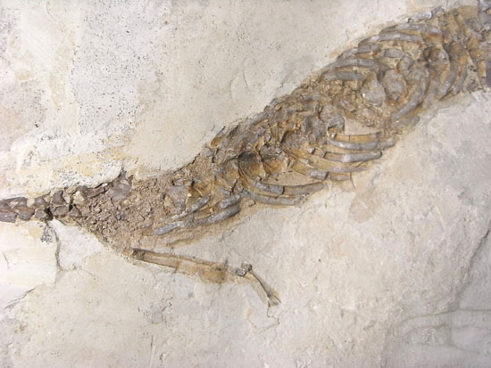 大陸移動説の証拠にもなった淡水トカゲ：メソサウルスの化石（その4）