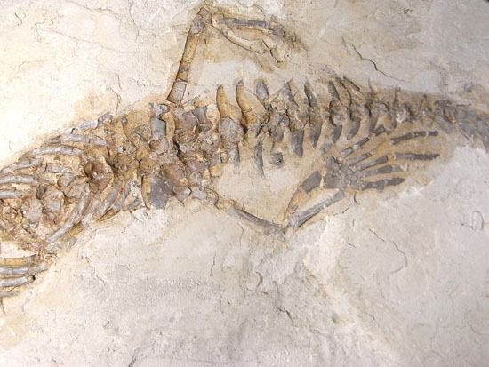 大陸移動説の証拠にもなった淡水トカゲ：メソサウルスの化石（その5）