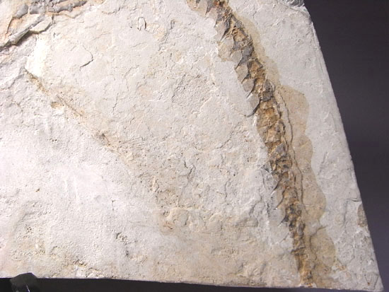 大陸移動説の証拠にもなった淡水トカゲ：メソサウルスの化石（その6）
