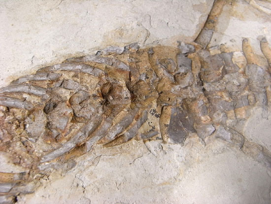大陸移動説の証拠にもなった淡水トカゲ：メソサウルスの化石（その7）