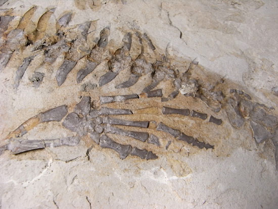 大陸移動説の証拠にもなった淡水トカゲ：メソサウルスの化石（その8）