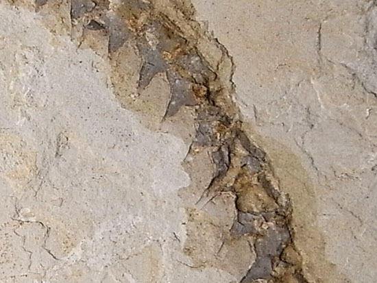 大陸移動説の証拠にもなった淡水トカゲ：メソサウルスの化石（その9）