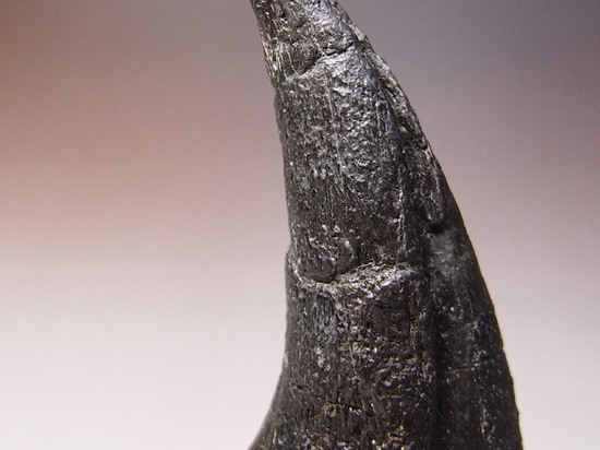 アロサウルス　化石　フットクロウ　恐竜 アロサウルスのフットクロウ 恐竜 販売