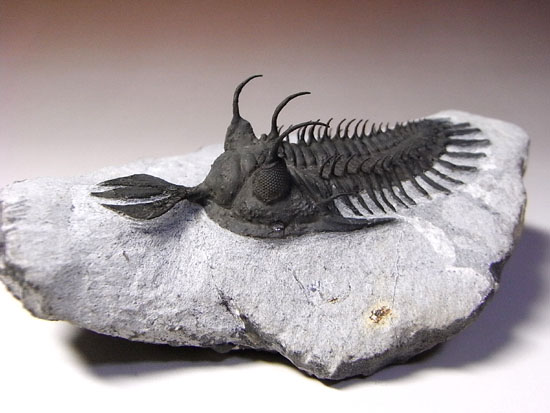 三葉虫 化石 ワリセロプス 虫標本