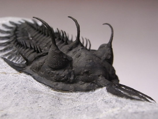 シュードキベレ [TB45] 三葉虫 超希少種 レア あの愛らしい繊細三葉虫が登場！ロシア産希少種キベレ