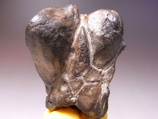 恐竜一の石頭：パキケファロサウルスの鼻先スパイク（その1）