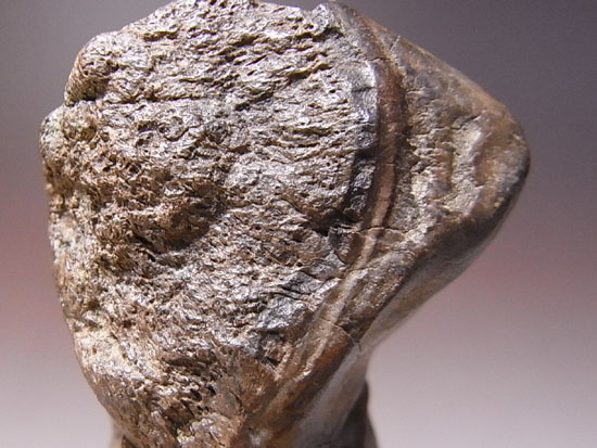 恐竜一の石頭：パキケファロサウルスの鼻先スパイク（その5）