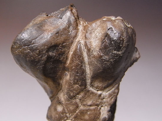恐竜一の石頭：パキケファロサウルスの鼻先スパイク（その6）