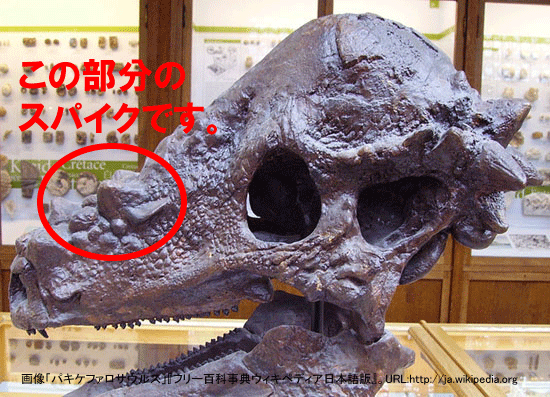 恐竜一の石頭：パキケファロサウルスの鼻先スパイク（その9）