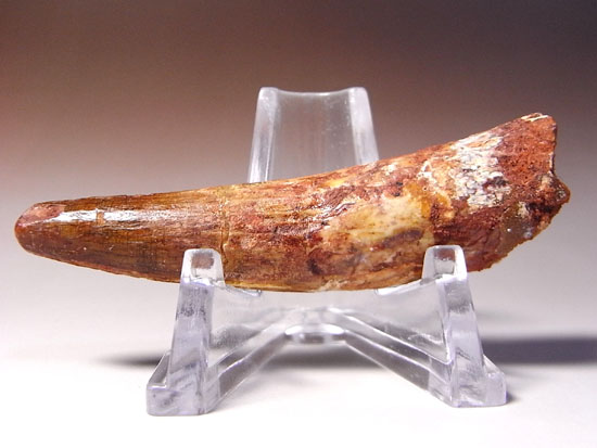 地上最大の肉食恐竜スピノサウルスの歯(その1)
