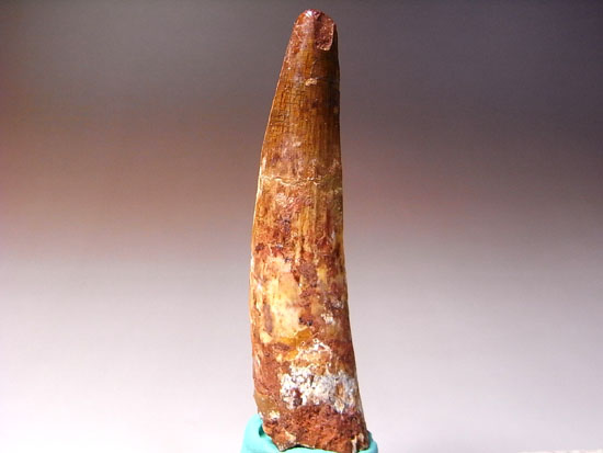 地上最大の肉食恐竜スピノサウルスの歯(その2)