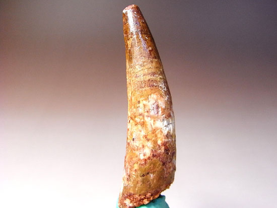 地上最大の肉食恐竜スピノサウルスの歯(その3)