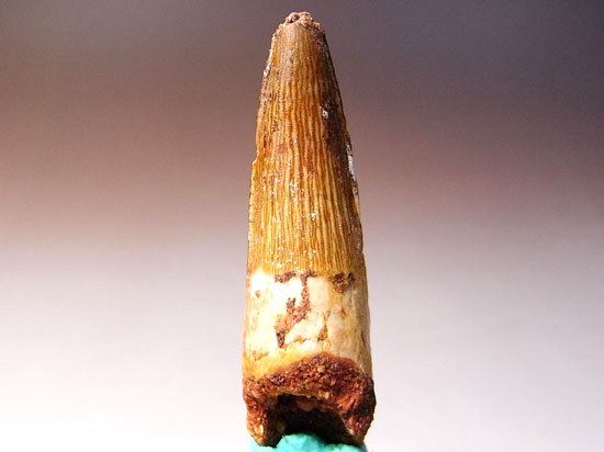 地上最大の肉食恐竜スピノサウルスの歯(その1)