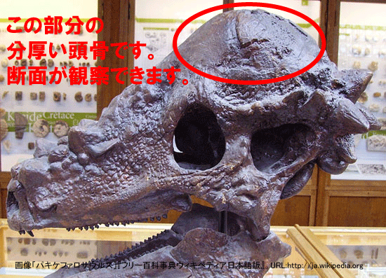 恐竜一の石頭:パキケファロサウルスの分厚い頭骨(その10)