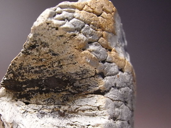 恐竜一の石頭:パキケファロサウルスの分厚い頭骨(その8)