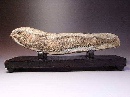 白亜紀の魚ヴィンクティフェルの化石（その1）