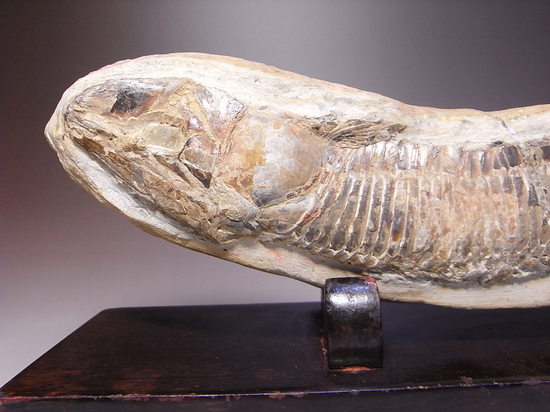 白亜紀の魚ヴィンクティフェルの化石（その2）