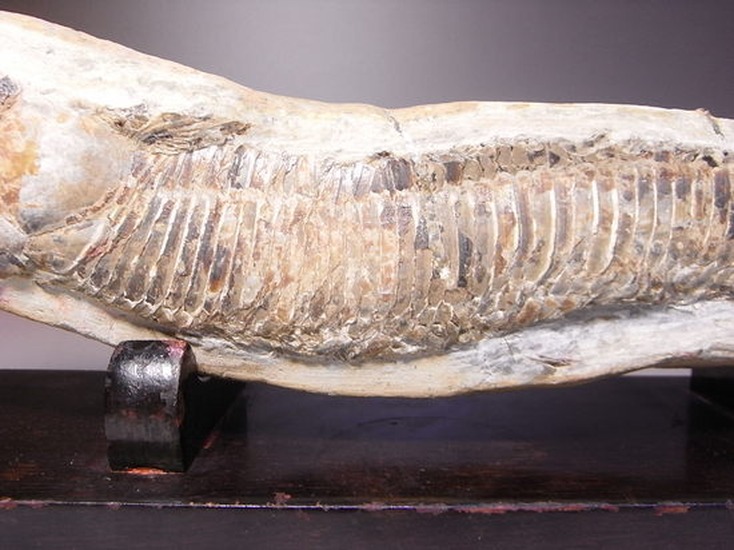 白亜紀の魚ヴィンクティフェルの化石 化石 販売