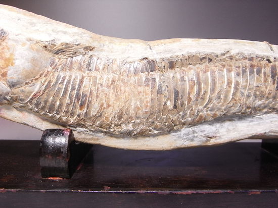 白亜紀の魚ヴィンクティフェルの化石（その3）