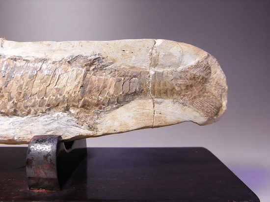 白亜紀の魚ヴィンクティフェルの化石（その4）