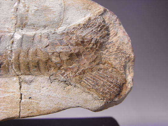 白亜紀の魚ヴィンクティフェルの化石（その5）