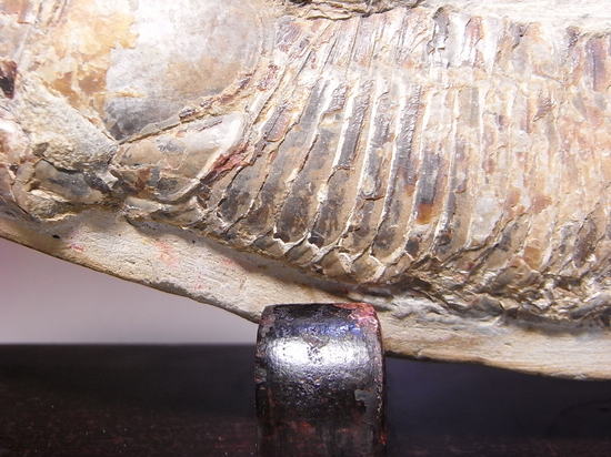 白亜紀の魚ヴィンクティフェルの化石（その6）