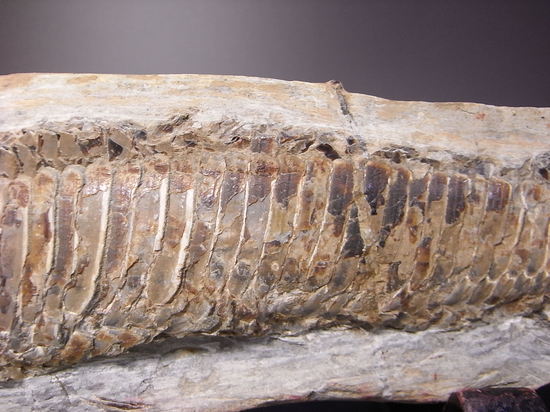 白亜紀の魚ヴィンクティフェルの化石（その7）