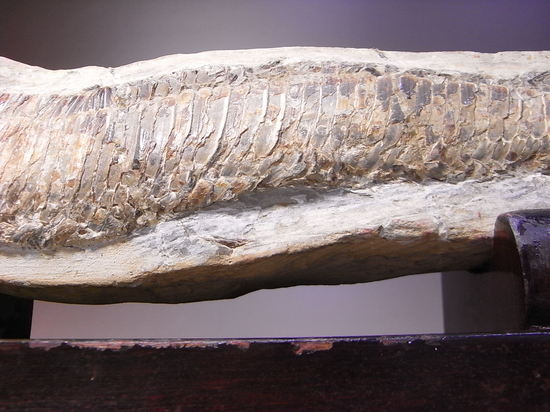 白亜紀の魚ヴィンクティフェルの化石（その8）