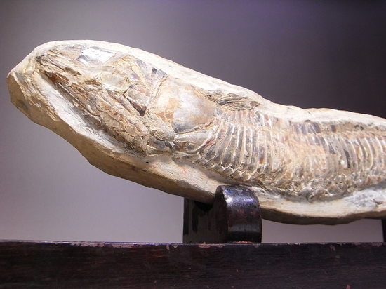 白亜紀の魚ヴィンクティフェルの化石（その9）