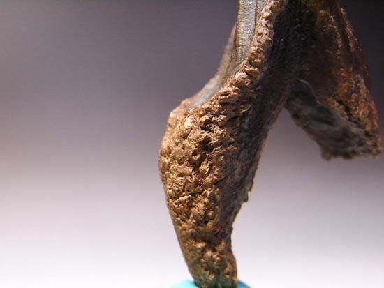 歯根付き！トリケラトプスの巨大歯（その9）