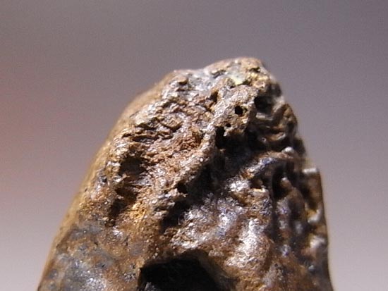 草食恐竜の英雄！トリケラトプスの歯（その6）