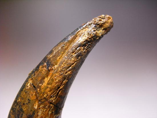 ドロマエオサウルスのかぎ爪（その11）
