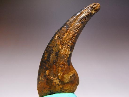 ドロマエオサウルスのかぎ爪（その2）