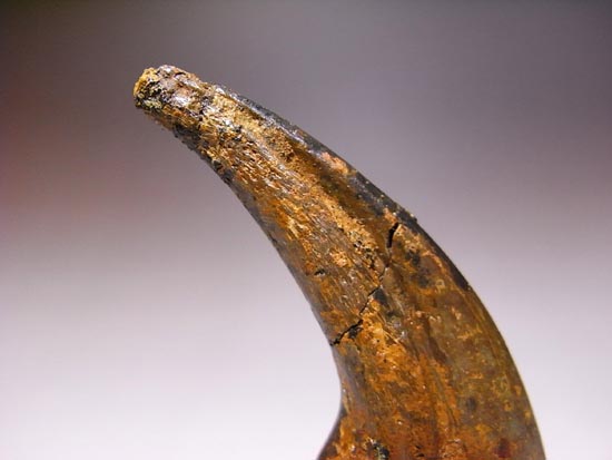 ドロマエオサウルスのかぎ爪（その4）