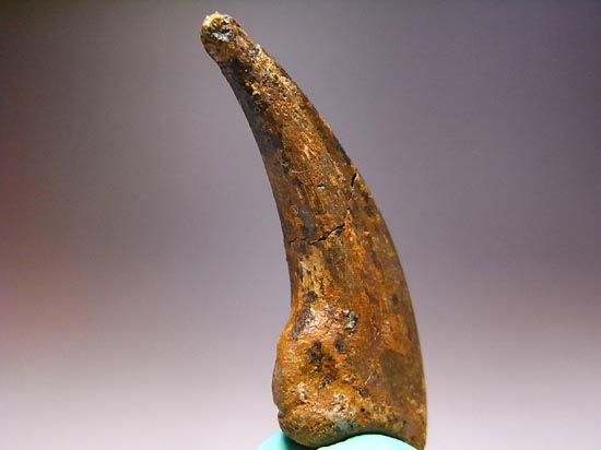 ドロマエオサウルスのかぎ爪（その6）