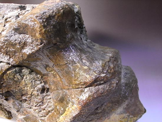 アパトサウルスの脊椎骨（その16）