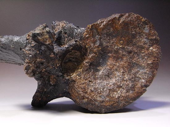 ハイクオリティー!カンプトサウルスの脊椎骨(その16)