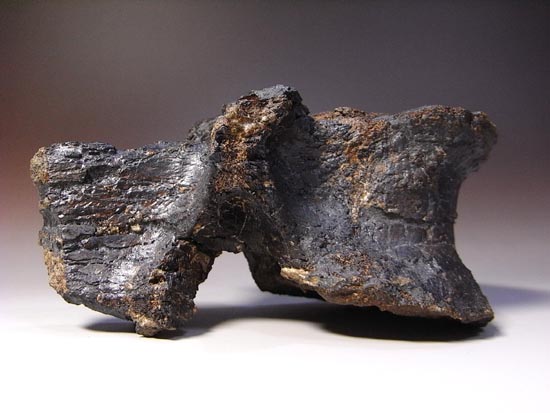 ハイクオリティー！カンプトサウルスの脊椎骨（その17）