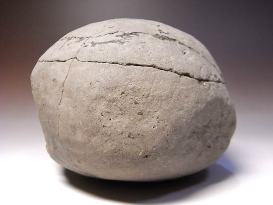 ノジュールの中からこんにちは!3000万年前のカニの化石(その1)